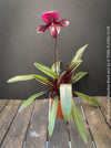 Paphiopedilum Maudiae Black Jack; burgundy coloured Lady’s Slipper Orchid, organically grown tropical plants for sale at TOMs FLOWer CLUB