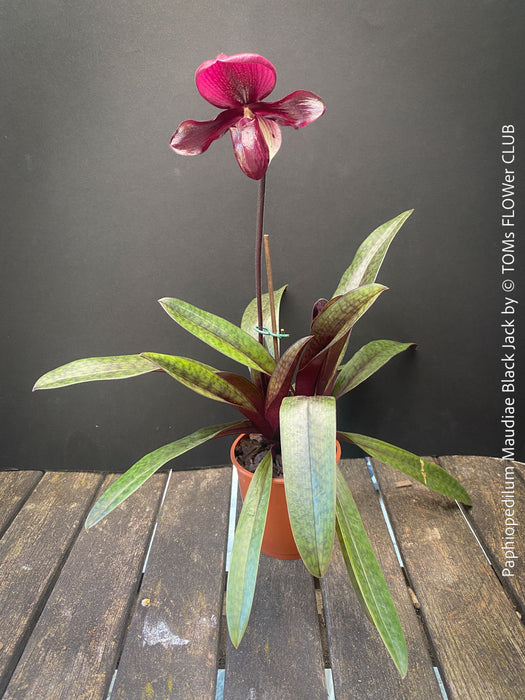 Paphiopedilum Maudiae Black Jack; burgundy coloured Lady’s Slipper Orchid, organically grown tropical plants for sale at TOMs FLOWer CLUB