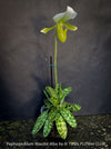 Paphiopedilum Maudie Alba, Green-White Lady’s Slipper Orchid, green-white flowering orchid, organically grown tropical plants for sale at TOMs FLOWer CLUB