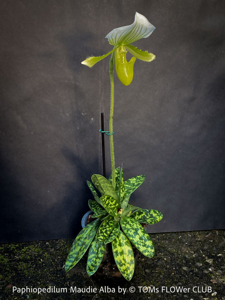 Paphiopedilum Maudie Alba, Green-White Lady’s Slipper Orchid, green-white flowering orchid, organically grown tropical plants for sale at TOMs FLOWer CLUB