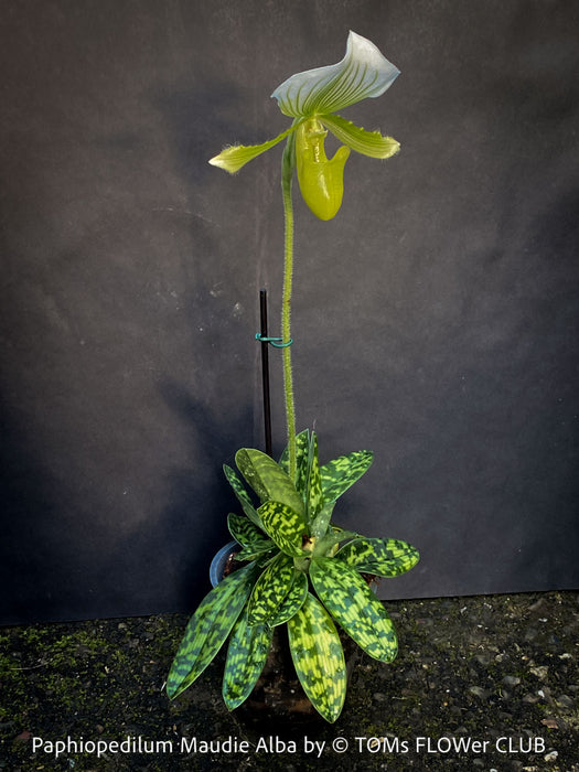 Paphiopedilum Maudie Alba, Green-White Lady’s Slipper Orchid, green-white flowering orchid, organically grown tropical plants for sale at TOMs FLOWer CLUB