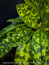 Paphiopedilum Maudie Alba, Green-White Lady’s Slipper Orchid, green-white flowering orchid, organically grown tropical plants for sale at TOMs FLOWer CLUB