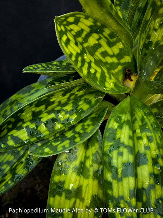 Paphiopedilum Maudie Alba, Green-White Lady’s Slipper Orchid, green-white flowering orchid, organically grown tropical plants for sale at TOMs FLOWer CLUB