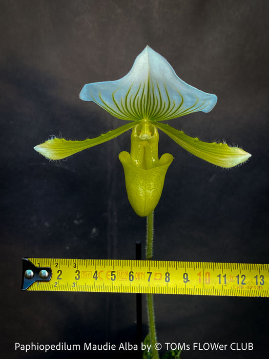 Paphiopedilum Maudie Alba, Green-White Lady’s Slipper Orchid, green-white flowering orchid, organically grown tropical plants for sale at TOMs FLOWer CLUB