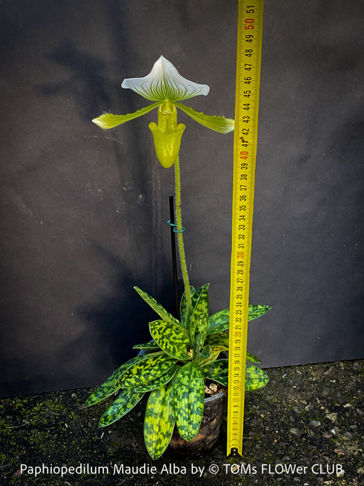 Paphiopedilum Maudie Alba, Green-White Lady’s Slipper Orchid, green-white flowering orchid, organically grown tropical plants for sale at TOMs FLOWer CLUB