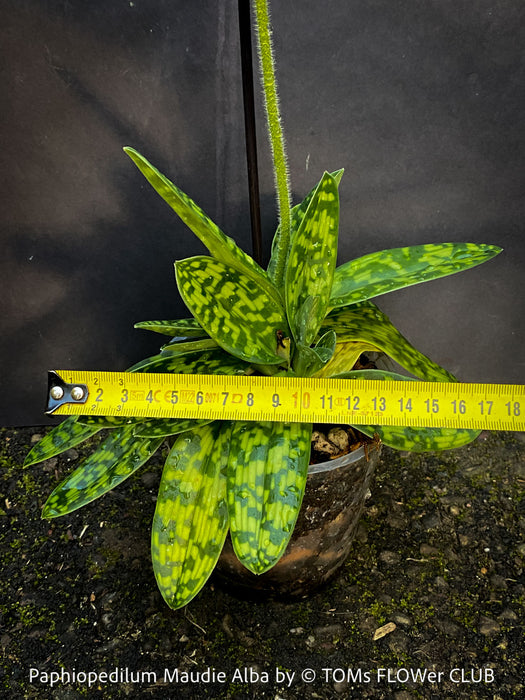 Paphiopedilum Maudie Alba, green-white flowering orchid, Green-White Lady’s Slipper Orchid, organically grown tropical plants for sale at TOMs FLOWer CLUB