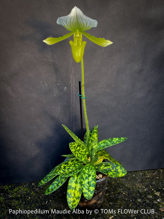 Paphiopedilum Maudie Alba, green-white flowering orchid, Green-White Lady’s Slipper Orchid, organically grown tropical plants for sale at TOMs FLOWer CLUB