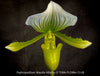 Paphiopedilum Maudie Alba, Green-White Lady’s Slipper Orchid, green-white flowering orchid, organically grown tropical plants for sale at TOMs FLOWer CLUB