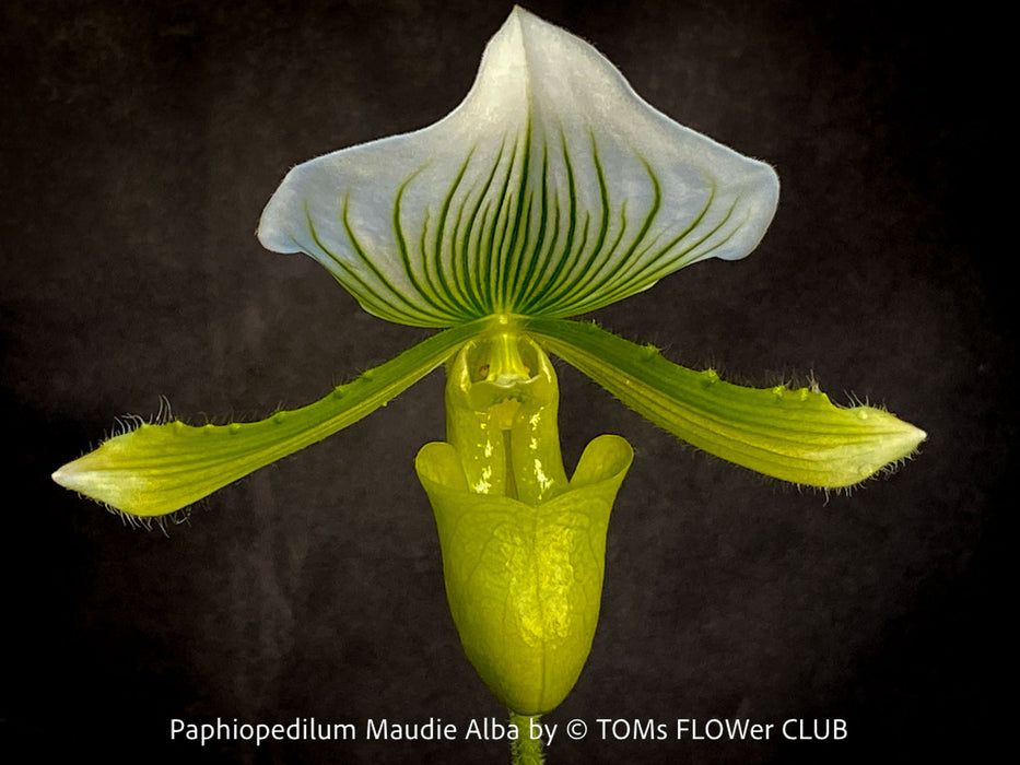 Paphiopedilum Maudie Alba, Green-White Lady’s Slipper Orchid, green-white flowering orchid, organically grown tropical plants for sale at TOMs FLOWer CLUB