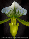 Paphiopedilum Maudie Alba, Green-White Lady’s Slipper Orchid, green-white flowering orchid, organically grown tropical plants for sale at TOMs FLOWer CLUB