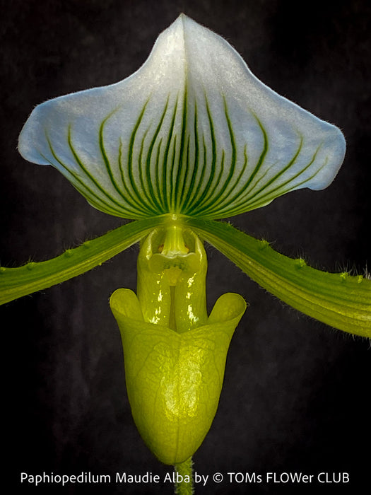 Paphiopedilum Maudie Alba, Green-White Lady’s Slipper Orchid, green-white flowering orchid, organically grown tropical plants for sale at TOMs FLOWer CLUB