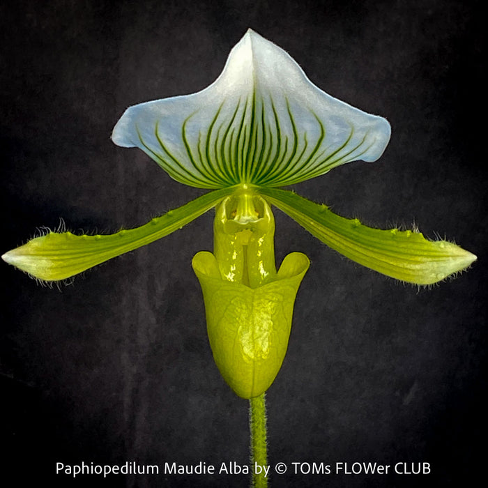 Paphiopedilum Maudie Alba, Green-White Lady’s Slipper Orchid, green-white flowering orchid, organically grown tropical plants for sale at TOMs FLOWer CLUB
