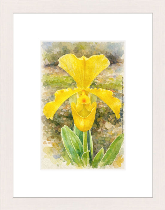 Paphiopedilum San-Actaeus, Aquarelle-style paper print in maple wood frame, after an original photograph by Swiss photographer TOMas Rodak for sale at TOMs FLOWer CLUB. 