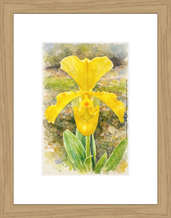 Paphiopedilum San-Actaeus, Aquarelle-style paper print in oak wood frame, after an original photograph by Swiss photographer TOMas Rodak for sale at TOMs FLOWer CLUB. 