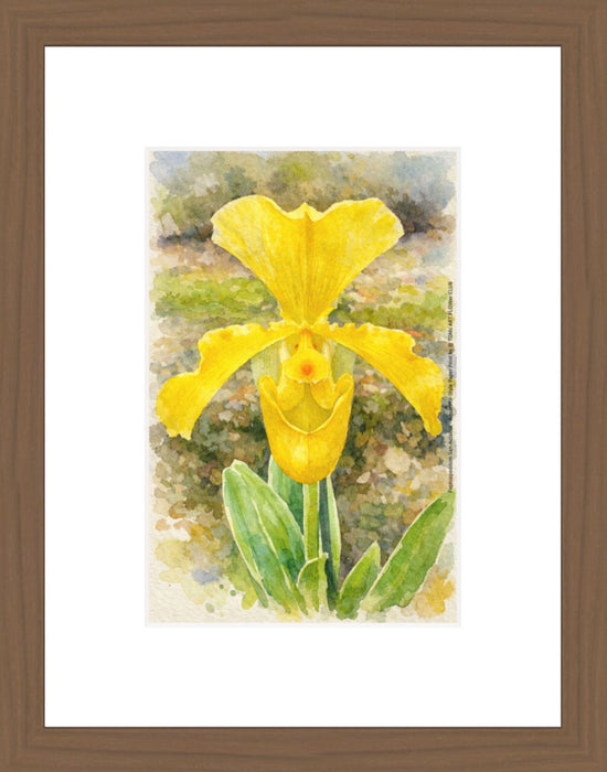 Paphiopedilum San-Actaeus, Aquarelle-style paper print in walnut wood frame, after an original photograph by Swiss photographer TOMas Rodak for sale at TOMs FLOWer CLUB. 