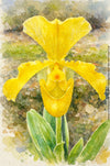 Paphiopedilum San-Actaeus, Aquarelle-style paper print, after an original photograph by Swiss photographer TOMas Rodak for sale at TOMs FLOWer CLUB. 