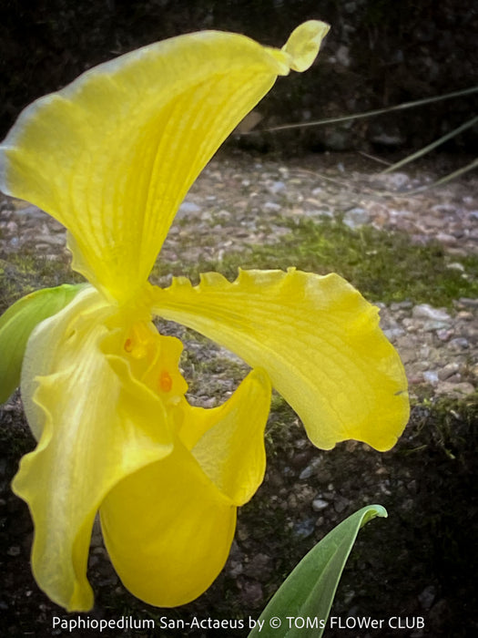 Paphiopedilum San Actaeus; Yellow Lady’s Slipper Orchid, Frauenschuh Orchidee, organically grown tropical plants for sale at TOMs FLOWer CLUB