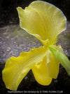 Paphiopedilum San Actaeus; Yellow Lady’s Slipper Orchid, Frauenschuh Orchidee, organically grown tropical plants for sale at TOMs FLOWer CLUB