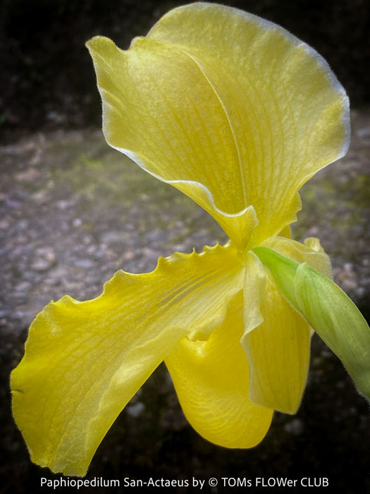 Paphiopedilum San Actaeus; Yellow Lady’s Slipper Orchid, Frauenschuh Orchidee, organically grown tropical plants for sale at TOMs FLOWer CLUB
