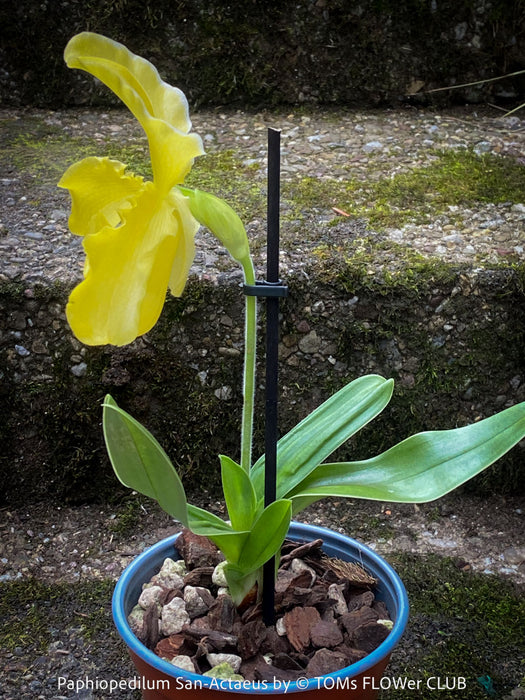 Paphiopedilum San Actaeus; Yellow Lady’s Slipper Orchid, Frauenschuh Orchidee, organically grown tropical plants for sale at TOMs FLOWer CLUB