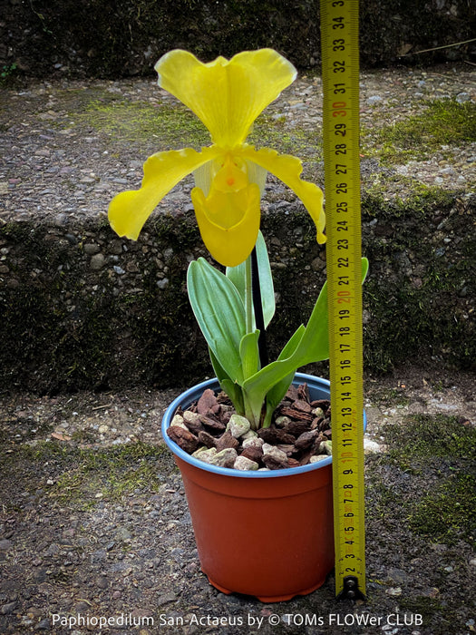 Paphiopedilum San Actaeus; Yellow Lady’s Slipper Orchid, Frauenschuh Orchidee, organically grown tropical plants for sale at TOMs FLOWer CLUB
