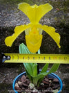 Paphiopedilum San Actaeus; Yellow Lady’s Slipper Orchid, Frauenschuh Orchidee, organically grown tropical plants for sale at TOMs FLOWer CLUB