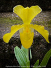 Paphiopedilum San Actaeus; Yellow Lady’s Slipper Orchid, Frauenschuh Orchidee, organically grown tropical plants for sale at TOMs FLOWer CLUB