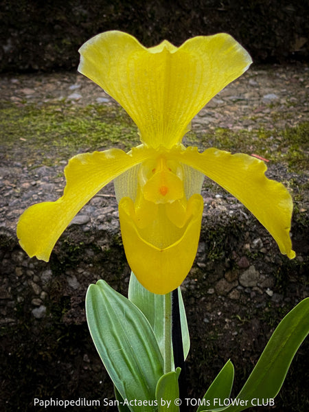 Paphiopedilum San Actaeus; Yellow Lady’s Slipper Orchid, Frauenschuh Orchidee, organically grown tropical plants for sale at TOMs FLOWer CLUB