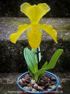 Paphiopedilum San Actaeus; Yellow Lady’s Slipper Orchid, Frauenschuh Orchidee, organically grown tropical plants for sale at TOMs FLOWer CLUB