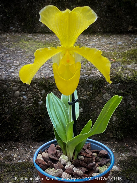 Paphiopedilum San Actaeus; Yellow Lady’s Slipper Orchid, Frauenschuh Orchidee, organically grown tropical plants for sale at TOMs FLOWer CLUB