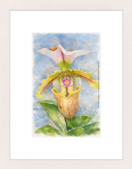 Paphiopedilum Spicerianum, Aquarelle-style paper print in maple wood frame, after an original photograph by Swiss photographer TOMas Rodak for sale at TOMs FLOWer CLUB. 