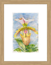 Paphiopedilum Spicerianum, Aquarelle-style paper print in oak wood frame, after an original photograph by Swiss photographer TOMas Rodak for sale at TOMs FLOWer CLUB. 