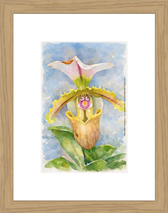Paphiopedilum Spicerianum, Aquarelle-style paper print in oak wood frame, after an original photograph by Swiss photographer TOMas Rodak for sale at TOMs FLOWer CLUB. 