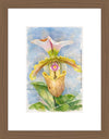 Paphiopedilum Spicerianum, Aquarelle-style paper print in walnut wood frame, after an original photograph by Swiss photographer TOMas Rodak for sale at TOMs FLOWer CLUB. 