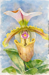 Paphiopedilum Spicerianum, Aquarelle-style paper print, after an original photograph by Swiss photographer TOMas Rodak for sale at TOMs FLOWer CLUB. 