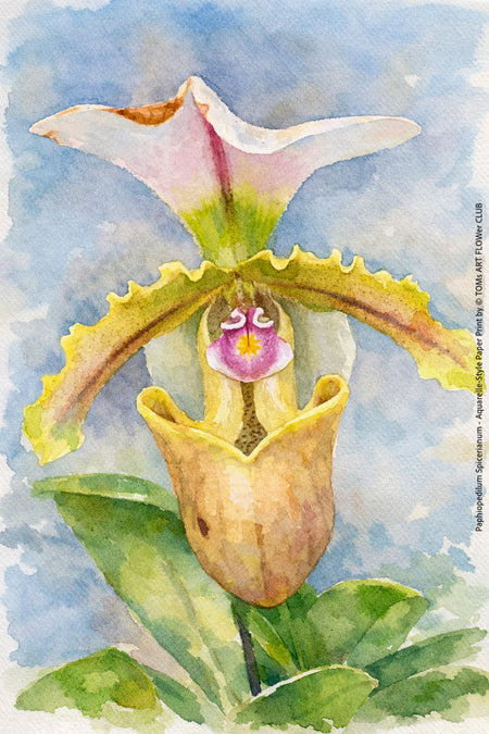 Paphiopedilum Spicerianum, Aquarelle-style paper print, after an original photograph by Swiss photographer TOMas Rodak for sale at TOMs FLOWer CLUB. 