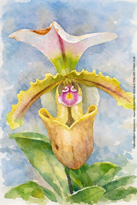 Paphiopedilum Spicerianum, Aquarelle-style paper print, after an original photograph by Swiss photographer TOMas Rodak for sale at TOMs FLOWer CLUB. 