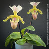 Paphiopedilum Spicerianum; Lady’s Slipper Orchid, organically grown tropical plants for sale at TOMs FLOWer CLUB