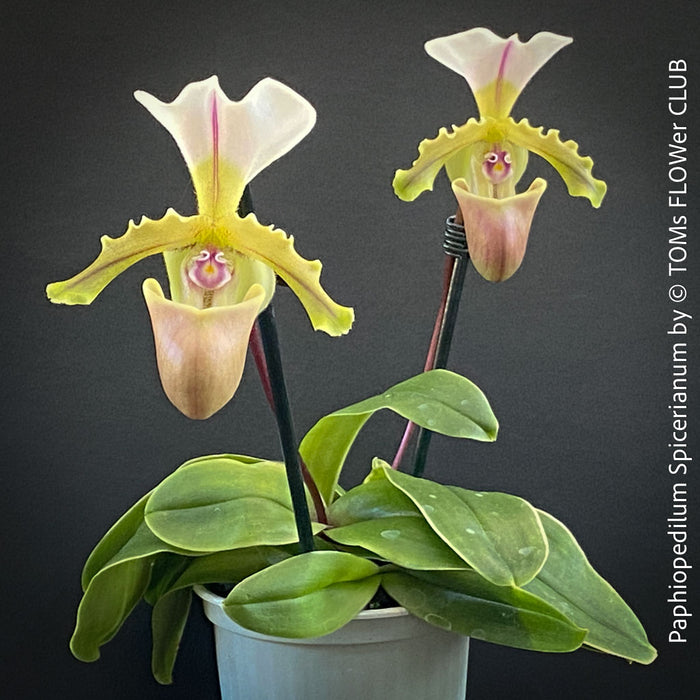 Paphiopedilum Spicerianum; Lady’s Slipper Orchid, organically grown tropical plants for sale at TOMs FLOWer CLUB