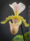 Paphiopedilum Spicerianum; Lady’s Slipper Orchid, organically grown tropical plants for sale at TOMs FLOWer CLUB