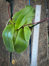 Paphiopedilum Spicerianum; Lady’s Slipper Orchid, organically grown tropical plants for sale at TOMs FLOWer CLUB