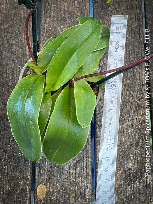 Paphiopedilum Spicerianum; Lady’s Slipper Orchid, organically grown tropical plants for sale at TOMs FLOWer CLUB
