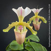 Paphiopedilum Spicerianum; Lady’s Slipper Orchid, organically grown tropical plants for sale at TOMs FLOWer CLUB