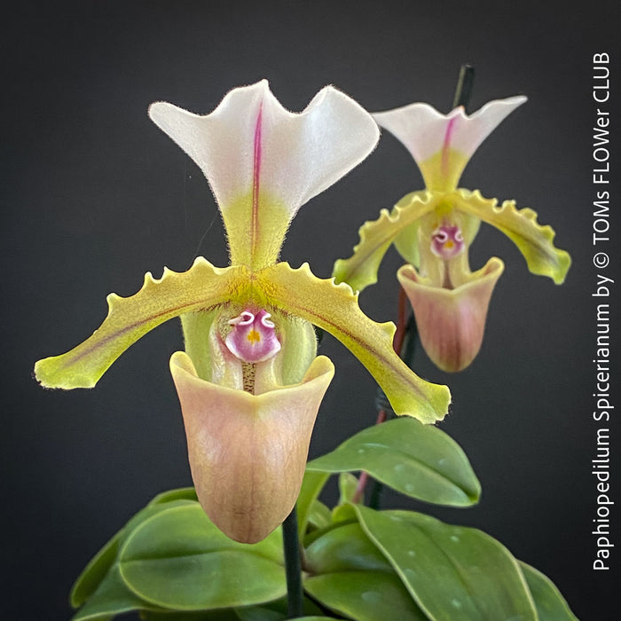 Paphiopedilum Spicerianum; Lady’s Slipper Orchid, organically grown tropical plants for sale at TOMs FLOWer CLUB