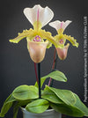 Paphiopedilum Spicerianum; Lady’s Slipper Orchid, organically grown tropical plants for sale at TOMs FLOWer CLUB