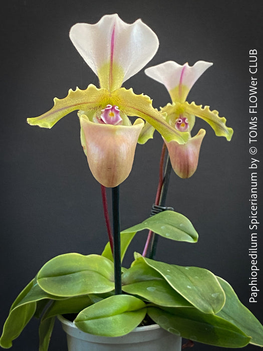 Paphiopedilum Spicerianum; Lady’s Slipper Orchid, organically grown tropical plants for sale at TOMs FLOWer CLUB