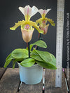 Paphiopedilum Spicerianum; Lady’s Slipper Orchid, organically grown tropical plants for sale at TOMs FLOWer CLUB
