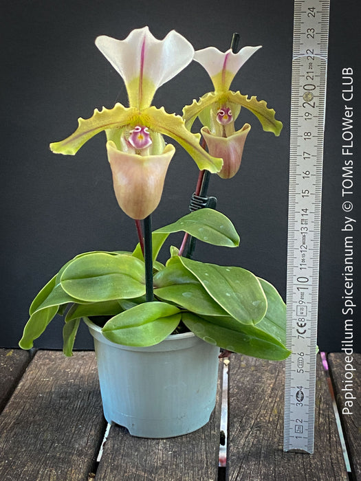 Paphiopedilum Spicerianum; Lady’s Slipper Orchid, organically grown tropical plants for sale at TOMs FLOWer CLUB