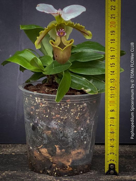 Paphiopedilum Spicerianum; Lady’s Slipper Orchid, organically grown tropical plants for sale at TOMs FLOWer CLUB