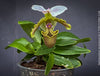 Paphiopedilum Spicerianum; Lady’s Slipper Orchid, organically grown tropical plants for sale at TOMs FLOWer CLUB